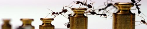 fourmis Fourmis