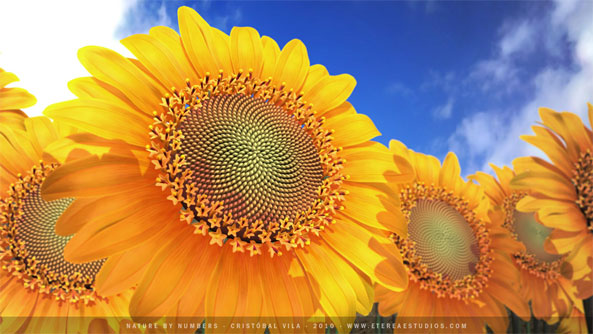 tournesol